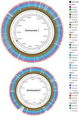 Genomic and Phenotypic Characterization of Chloracidobacterium Isolates Provides Evidence for Multiple Species